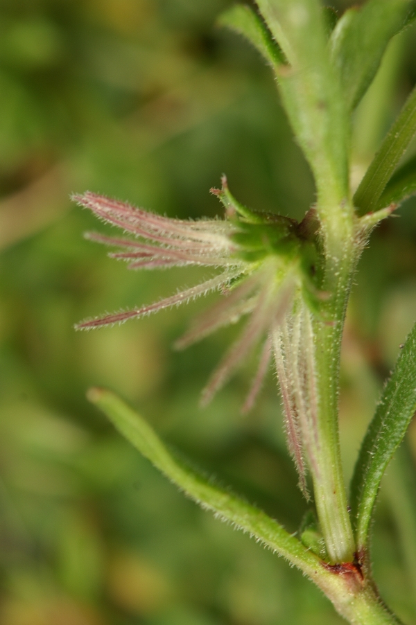 Opercularia turpis